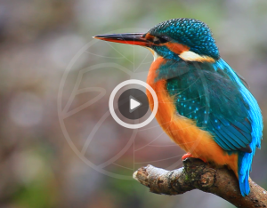 Connaissez-vous vos voisins ? | le Portail de la biodiversité Centre-Val de Loire