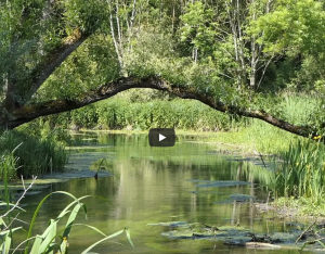 Restauration hydromorphologique de la Rimarde | Syndicat Mixte de l’Œuf de la Rimarde et de L’Essonne