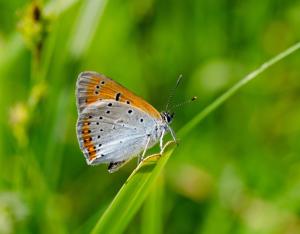 PNA Papillons de jour - Cuivré des marais
