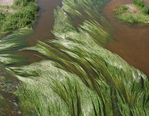 Nouvelles fiches connaissance sur la flore et la végétation aquatique