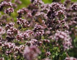 Journée interpoles de l'Observatoire sur les pollinisateurs