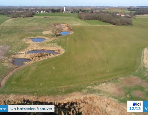 Reportage "Il faut sauver le Pélobate brun" | France 3 - nov 2023