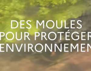  Des moules pour protéger l'environnement 