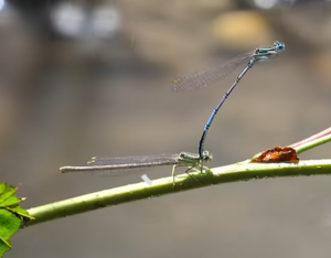 La pêche électrique, mais pourquoi?
