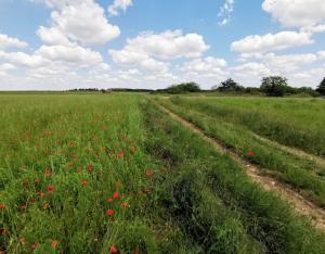 L'agriculture en Centre-Val de Loire, premiers résultats du recensement agricole 2020