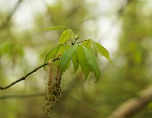 Livre blanc sur l'introduction d'essences exotiques en forêt | SbF, 2021