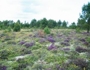 Landes et pelouses