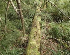 Sylvae, réseau de vieilles forêts