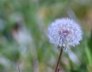 Les causes de perte de la biodiversité