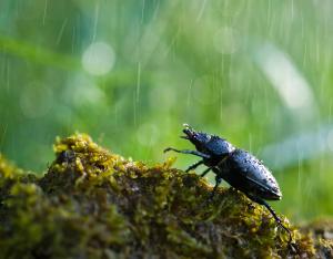 La biodiversité, tissu vivant de notre planète