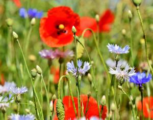 Les solutions d'adaptation fondées sur la nature