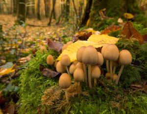 Les rendez-vous nature de l'automne