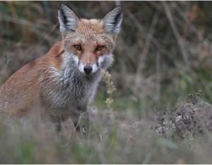 [Témoignage] Martial Queyrie, photographe amateur, et la nature hivernale