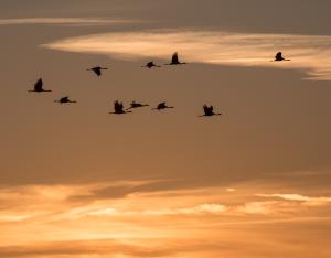 [Témoignage] Vivre le spectacle des grues hivernantes par Stéphane Lebreton