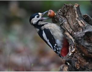 La biodiversité, des services irremplaçables