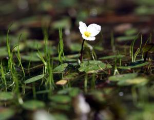 Espèces et habitats emblématiques