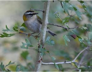 La biodiversité en chiffres