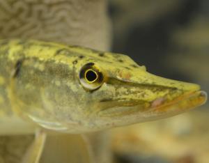 Le Brochet, un redoutable carnassier