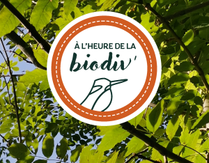 Les webinaires : À l'heure de la biodiv' !