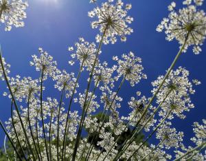 La biodiversité, des services irremplaçables