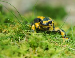 Connaître la biodiversité de mon territoire