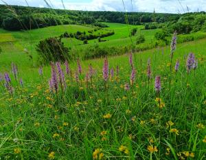 Les réserves naturelles régionales