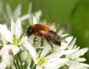 Les Plans nationaux d'actions en faveur des espèces menacées