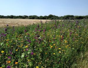 La zone test agricole en faveur de la biodiversité