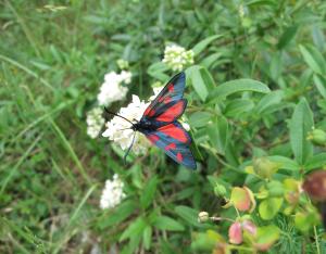 Chapitre Papillons