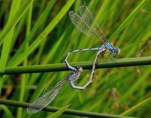 Chapitre Libellules et demoiselles