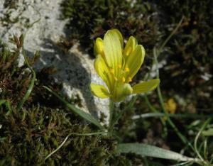 Chapitre Flore vasculaire