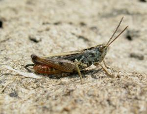 Chapitre Orthoptères mantes et phasmes