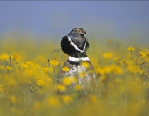 Chapitre Oiseaux nicheurs