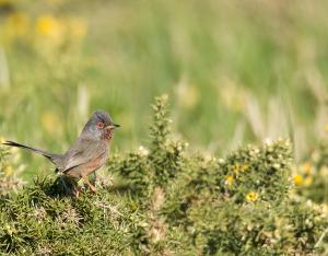 Le réseau Natura 2000 a 30 ans !