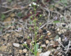 Sortie botanique à la Réserve naturelle régionale du marais de Taligny (37) | CBNBP