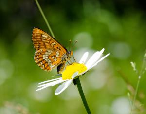 Contribuer à un inventaire participatif : le suivi temporel des papillons de jour