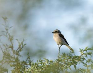 L'inventaire de la Biodiversité Communale (IBC) à Cheverny