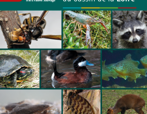 Guide de la faune exotique envahissante du bassin de la Loire | ONCFS