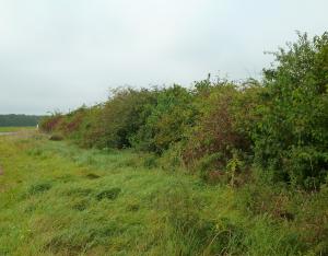 "Plantons le Décor" en Pays de Bourges, pour requalifier les paysages