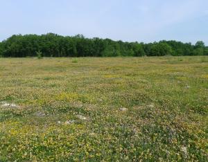 Les Causses des veillons : des pelouses calcicoles à restaurer