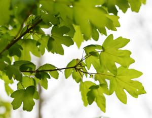 Liste des essences locales pour une plantation de haies bocagères | PNR Perche