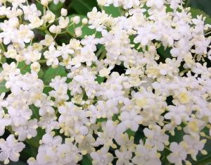 Conseil à la plantation de haies | CPIE Val de Loire