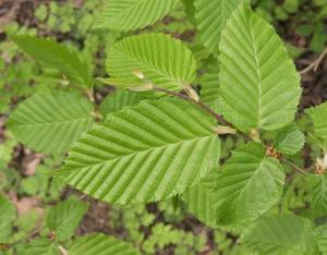 Végétal local au service de la biodiversité, CBNBP - JT Plantons local -2019