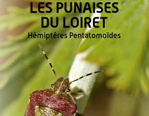 Les punaises du Loiret