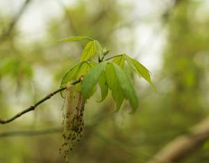 Les plantes invasives en région, GTPI - JT Plantons local -2019