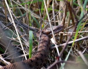 Connaissance de la biodiversité animale régionale, chiffres 2015