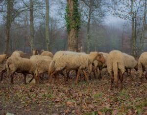 Gestion de la biodiversité domestique, chiffres 2020