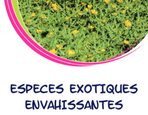 Espèces exotiques envahissantes du milieu aquatique en Centre-Val de Loire