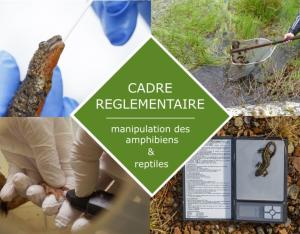 Manipulation des amphibiens et reptiles - cadre réglementaire