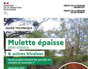 La Mulette épaisse (Unio crassus) et autres bivalves : quels projets doivent les prendre en compte et comment ?